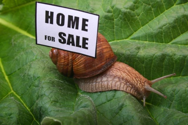 Slow snail with home for sale sign