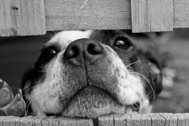 dog destroying homes